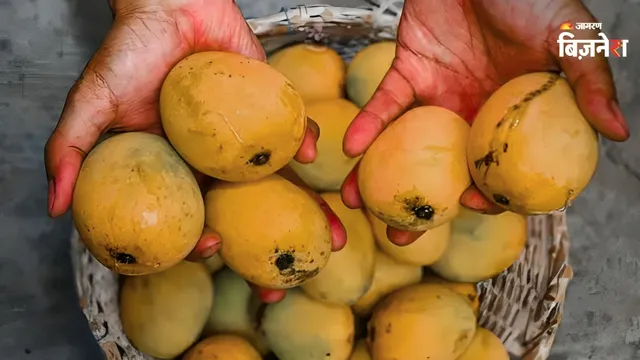mango export