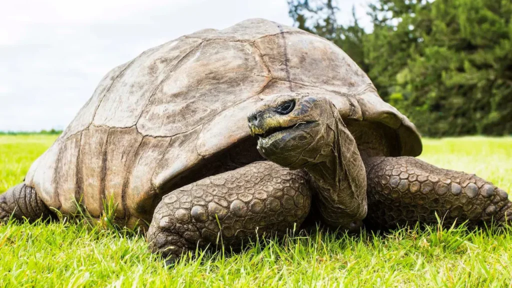 Jonathan Tortoise